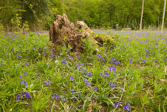 V4W7 Bluebells, Lower Wood Ashwellthorpe, Norfolk
