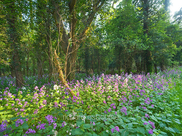V5W1  Honesty Flowers, Elveden, Norfolk. UK