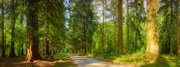 P5F38  Rhinefield Forest Drive, New Forest, Hampshire, UK