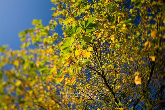 V4BL1  Sycamore Leaves in Autumn, UK