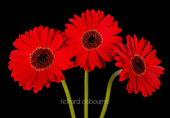 V8FL10  Red Gerbera