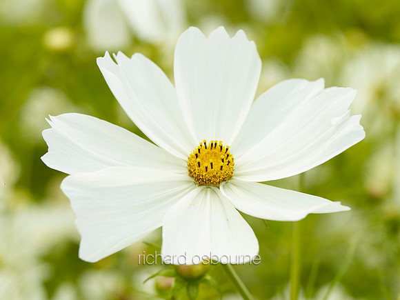 V8FL4  White Cosmos Flower