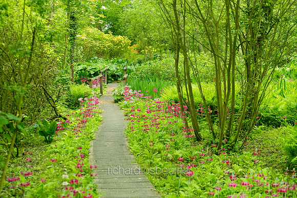 V1N16 Candelabra Primulas, Fairhaven Water Garden