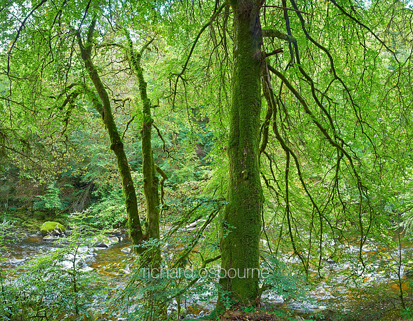 V8F14  River Braan and The Hermitage, Dunkeld, Perthshire, Scotland, UK
