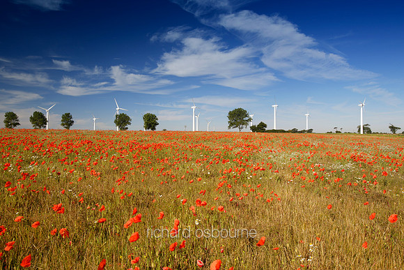 V1N23 Field With Poppies