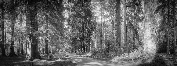P5BW1  Rhinefield Forest Drive, New Forest, Hampshire, UK