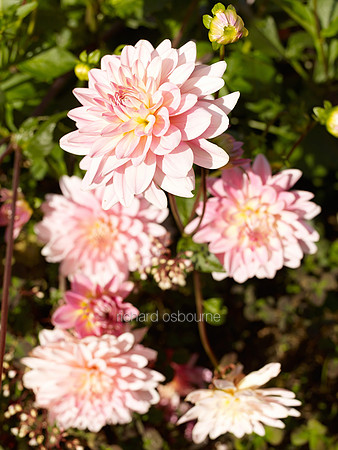 V7FL6  Dahlias
