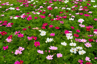 V20FL1  Pink and White Cosmos Flowers, Belfast Botanical Garden, Northern Ireland