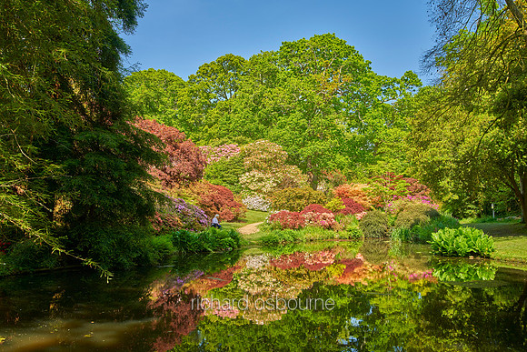 V19G5  Exbury Gardens, New Forest, Hampshire, UK