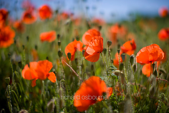 V3W12 Poppy I