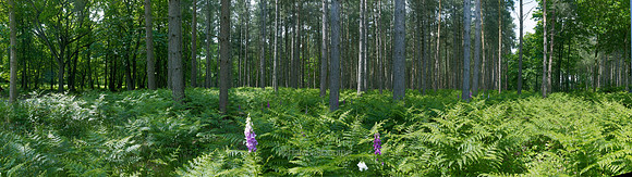 P3F8  Horsford Woods, Norfolk, UK