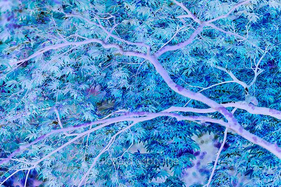 V19A1  Acer Abstract