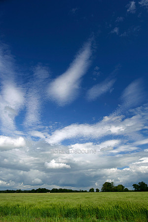 L1L38 Summer Fields I