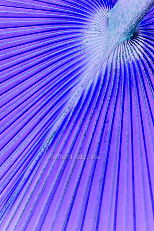 V5A26  Tropical Plant Abstract