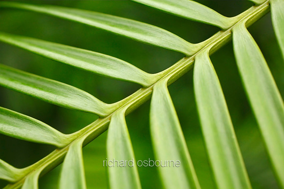 V5D24  Lepidozamia hopei