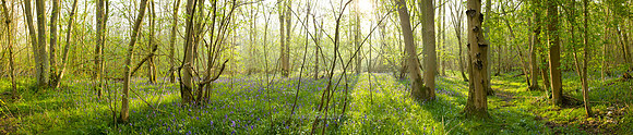 Waresley Woods
