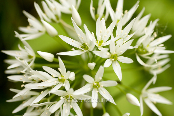 V3W33 Ramsons