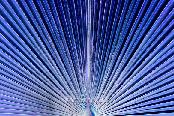 V5A12  Tropical Plant Abstract