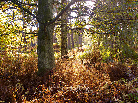 V7F44  Autumn, Thetford Forest, Norfolk, UK