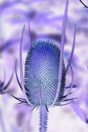 V5A6  Teasel II