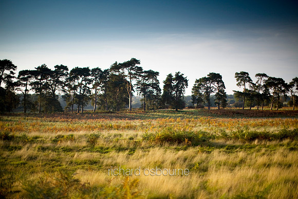 V3L27 East Wretham Heath