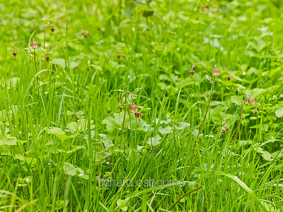 V8W14  Water Avens, NWT Wayland Wood, Norfolk, UK