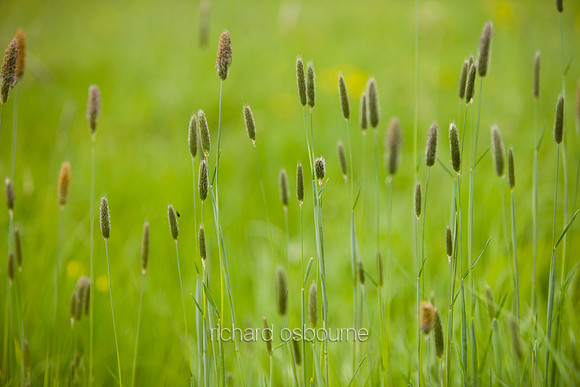 V4D7 Wild Grasses