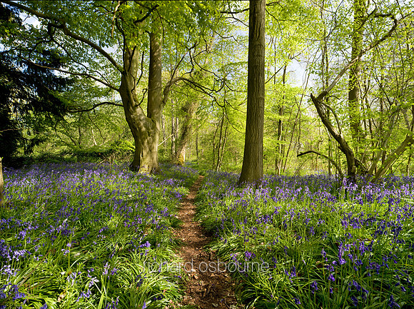 V4F7 Thursford Wood I, Norfolk