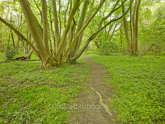 NWT Wayland Wood, Norfolk, UK