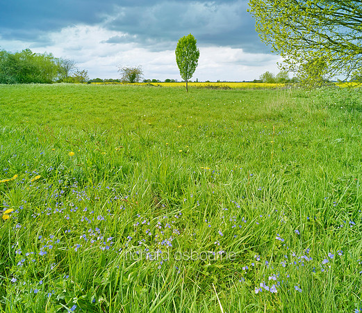 V8W7, Common Field Speedwell, Old Buckenham Common, Norfolk, UK