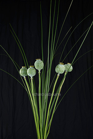 V8FL17  Opium Poppy Seed Pods