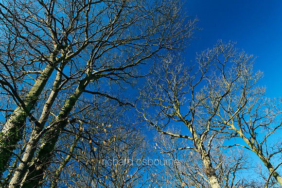 V2MT14 Winter Woods