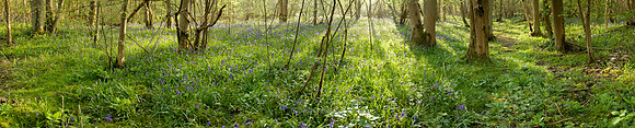P1L21 Bluebells, Waresley Woods, Cambridgeshire