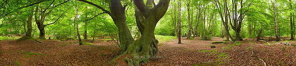 P3F4  Epping Forest, Essex, UK