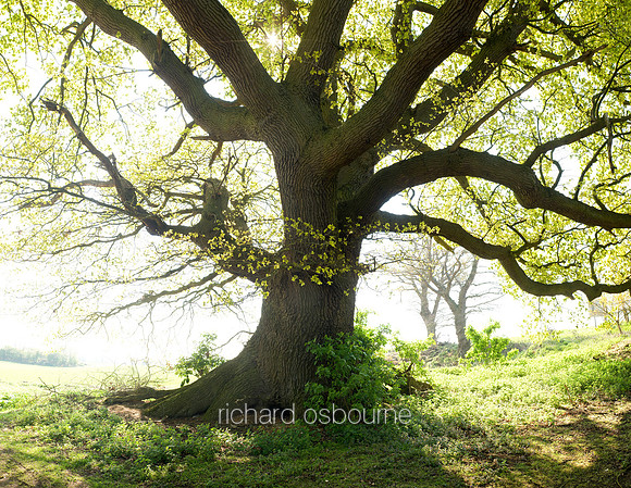 V4F2 The Great Oak, Hempnall, Norfolk