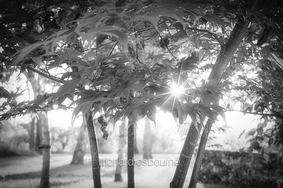 V19DM5  Japanese Acer At Dawn
