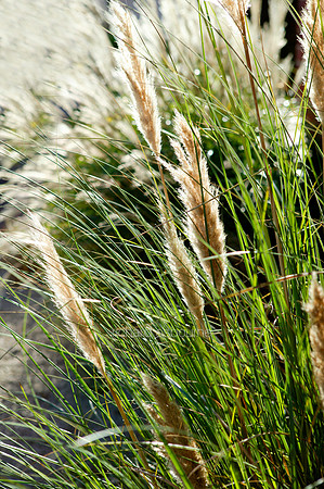 L1G15 Pampas Grass