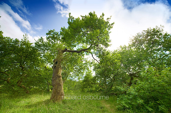 V2MT1 Old London Plane