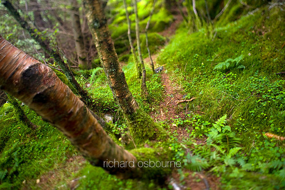 V2S5 Perthshire Woodland I