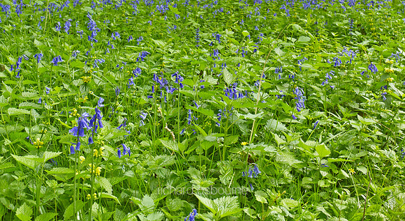 V8W8  Bluebells, NWT Wayland Wood, Norfolk, UK