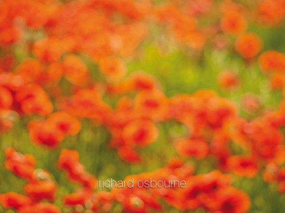 V8BG5  Blurred Poppies