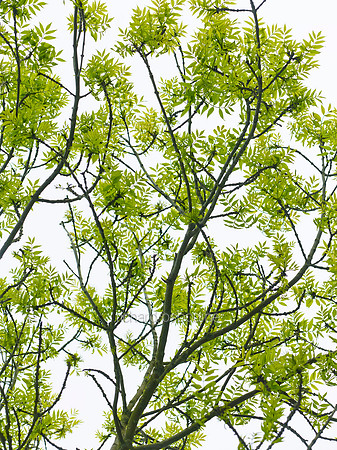 V8D18  Ash Tree Leaves in Spring