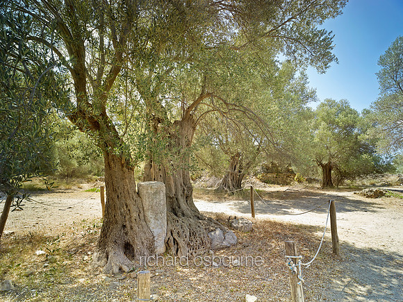 V8F10  Ancient Olive Trees, Gortys, Crete, Greece