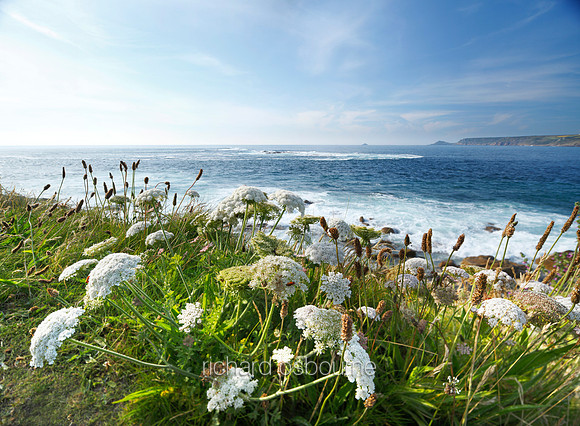 V5W24  Sea Carrot & Ribwort Plantain, Sennen Cove, Cornwall, UK