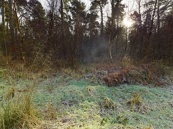 V8N15  NWT Bretts Wood, Norfolk, UK