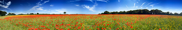 V2P21 Poppies, Norfolk
