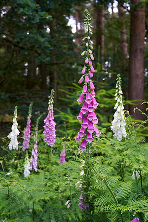V19W6  Foxgloves