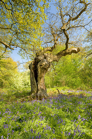 V4F13 Pollarded Oak IV, Thursford Wood