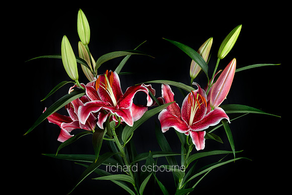 V8FL13  Stargazer Lilies