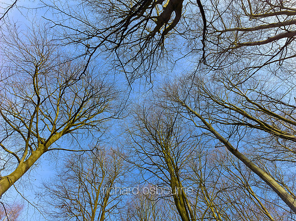 V8N24  NWT Bretts Wood, Norfolk, UK